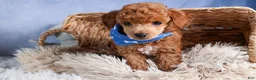 Toy Poodle dogs for sale: Tucker - Ad 24