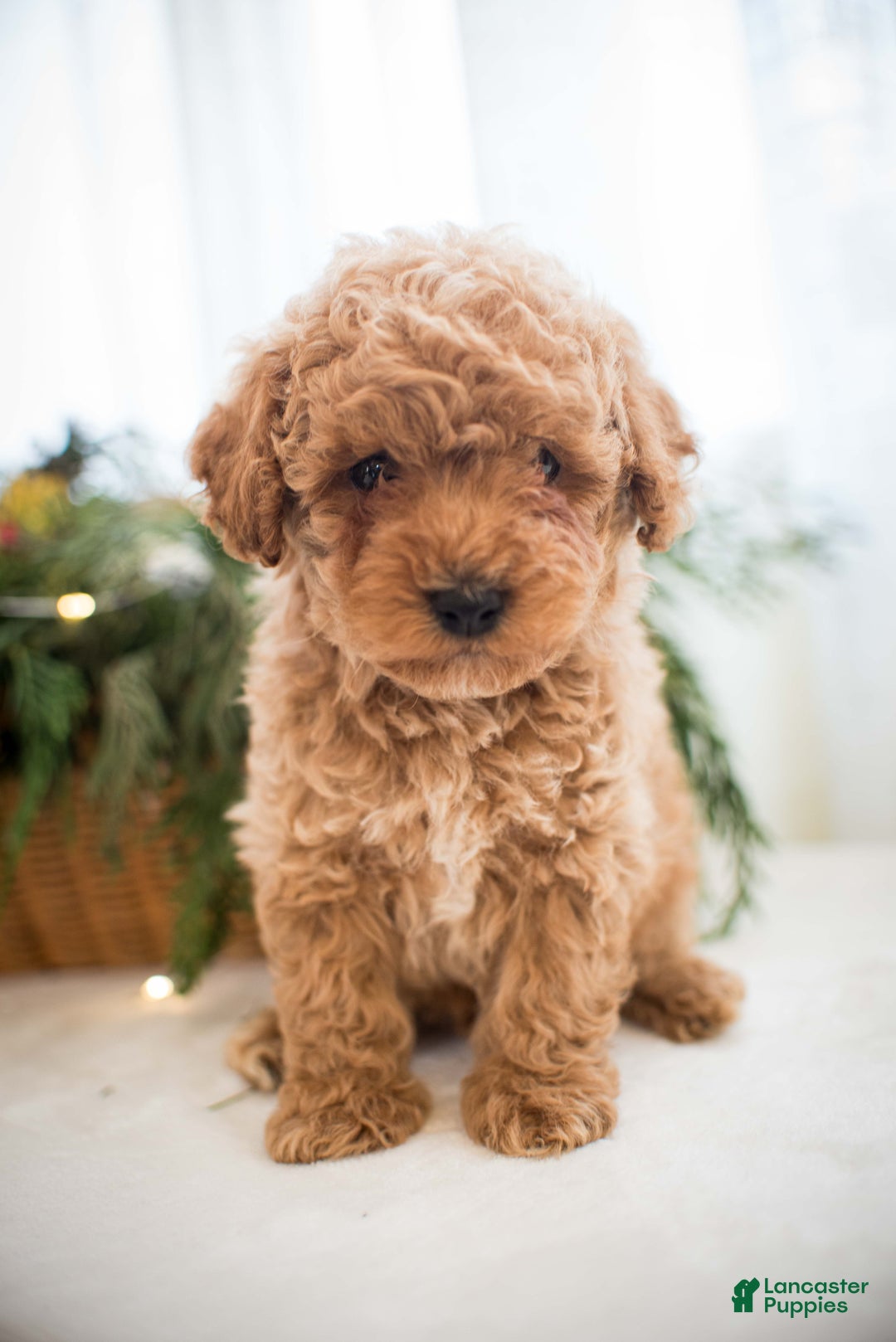 Miniature Poodle dogs for sale: Marley - Ad 9