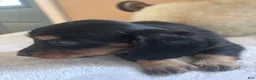 Dachshund dogs for sale: Fritz-Long Hair - Ad 4