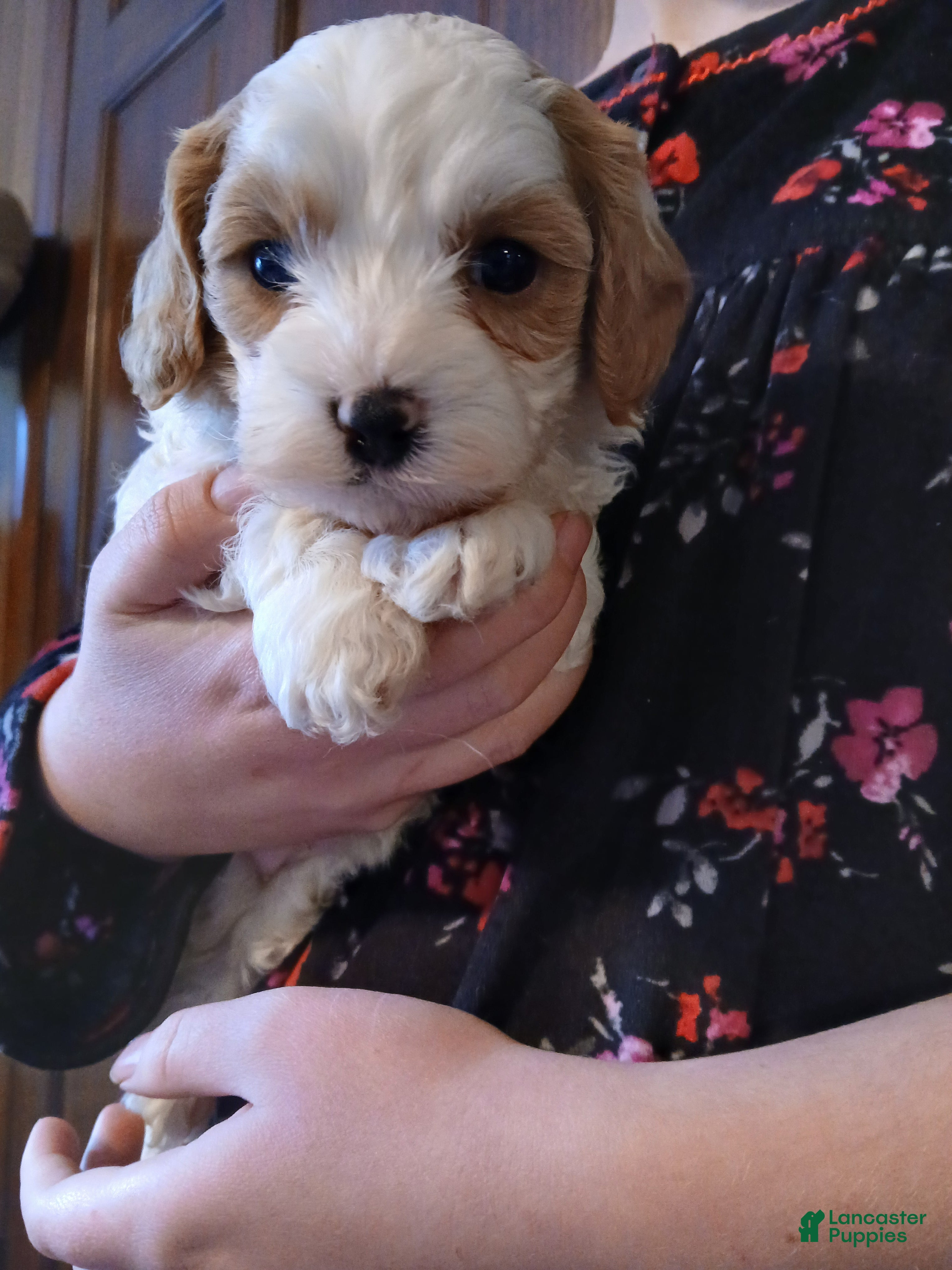 Cavapoo dogs for sale: Daisy - Ad 1