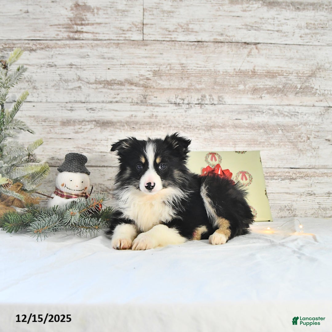 Miniature Australian Shepherd dogs for sale: Tundra - Ad 3