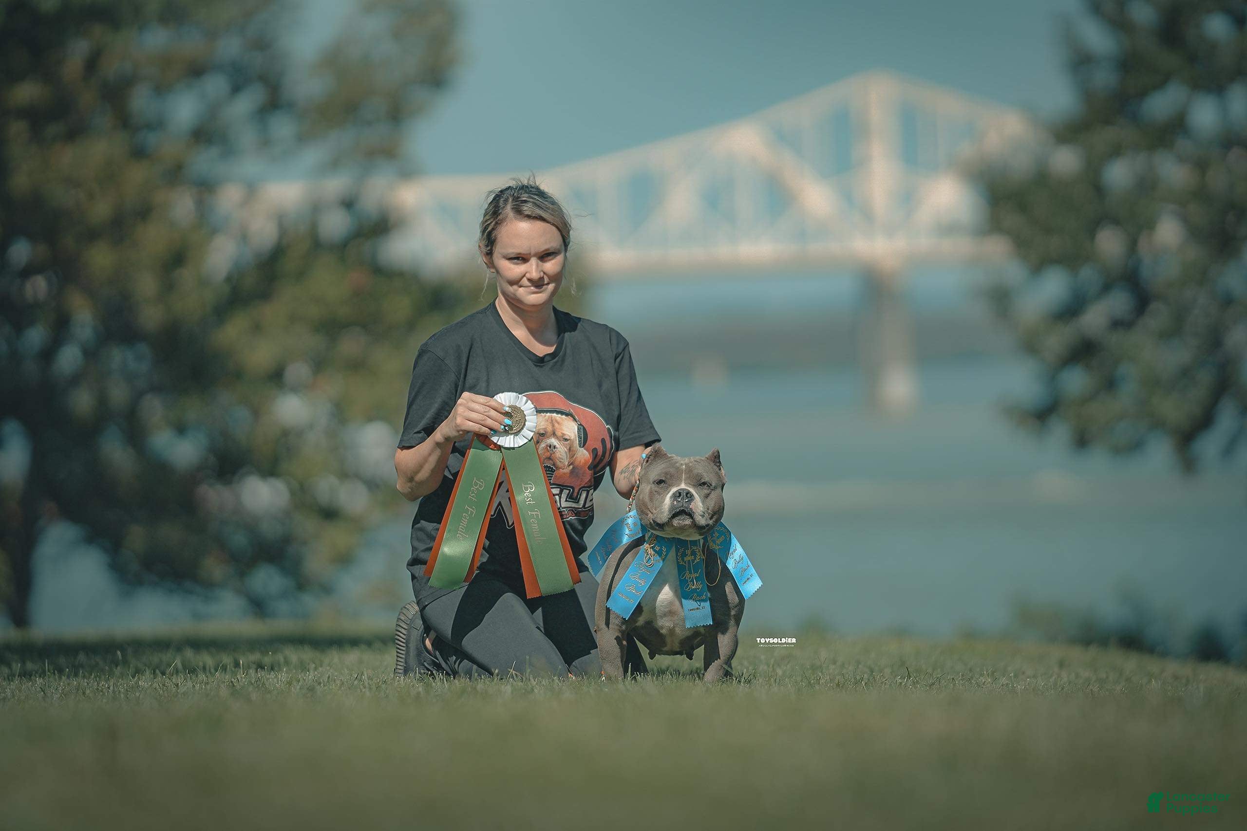 American Bully dogs American Bully Female “Nebula” - Ad 2