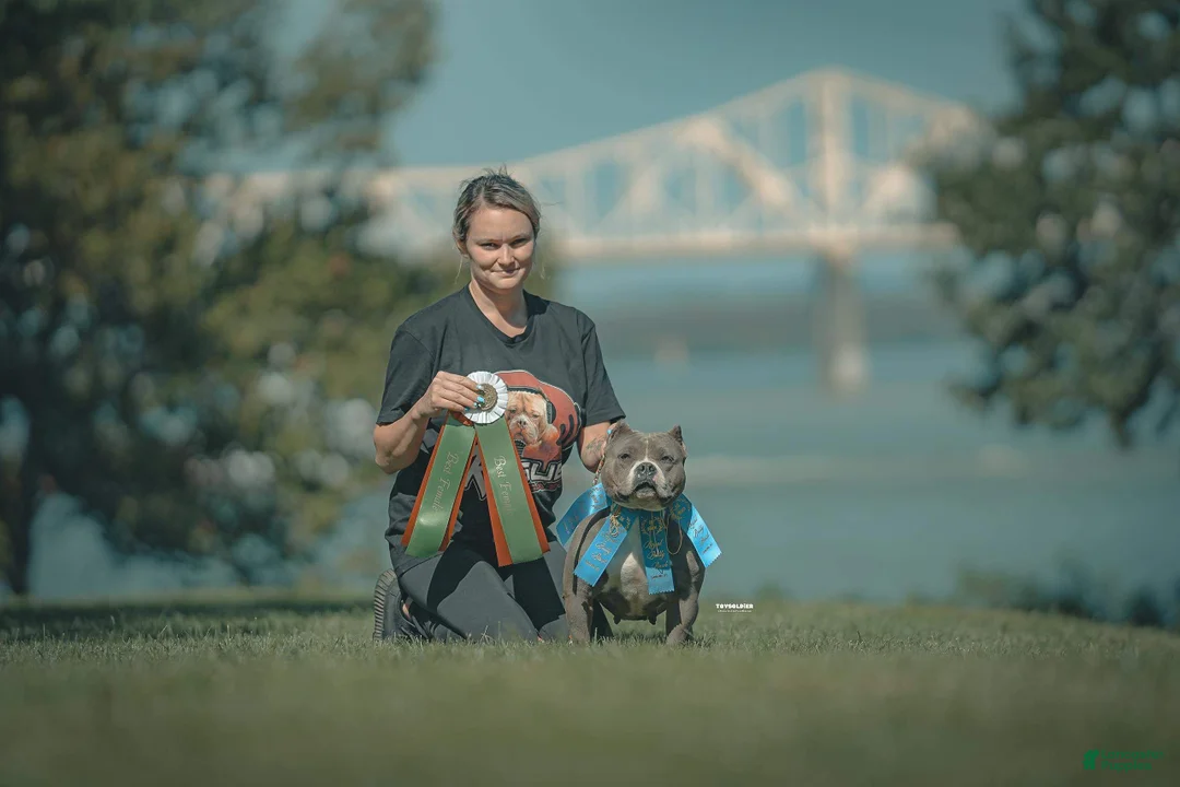 American Bully dogs for sale: American Bully Female “Nebula” - Ad 2