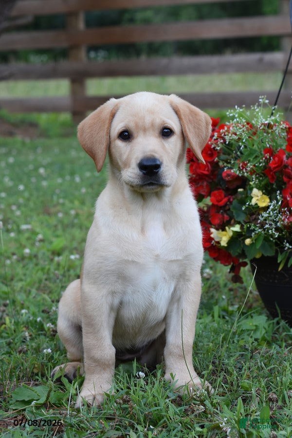 Labrador Retriever dogs Marlo - Ad 1