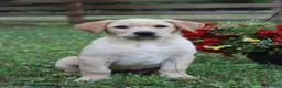 Labrador Retriever dogs for sale: Marlo - Ad 1