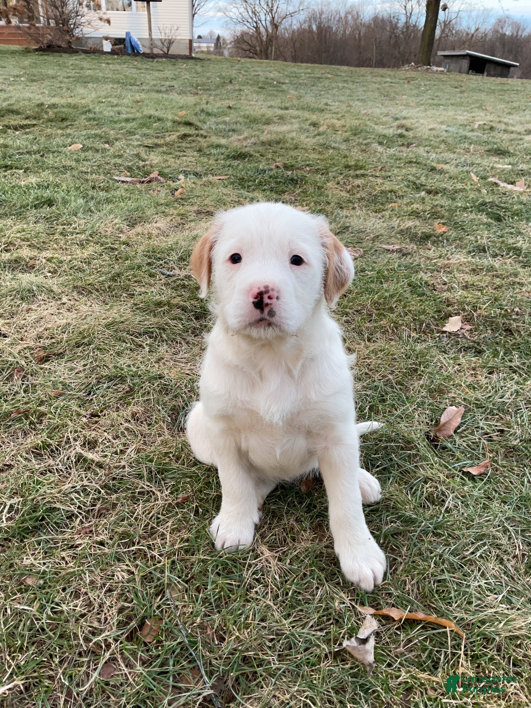 Mixed Breed dogs for sale:  Bernice - Ad 1