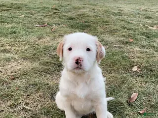 Mixed Breed dogs Bernice - Ad 27