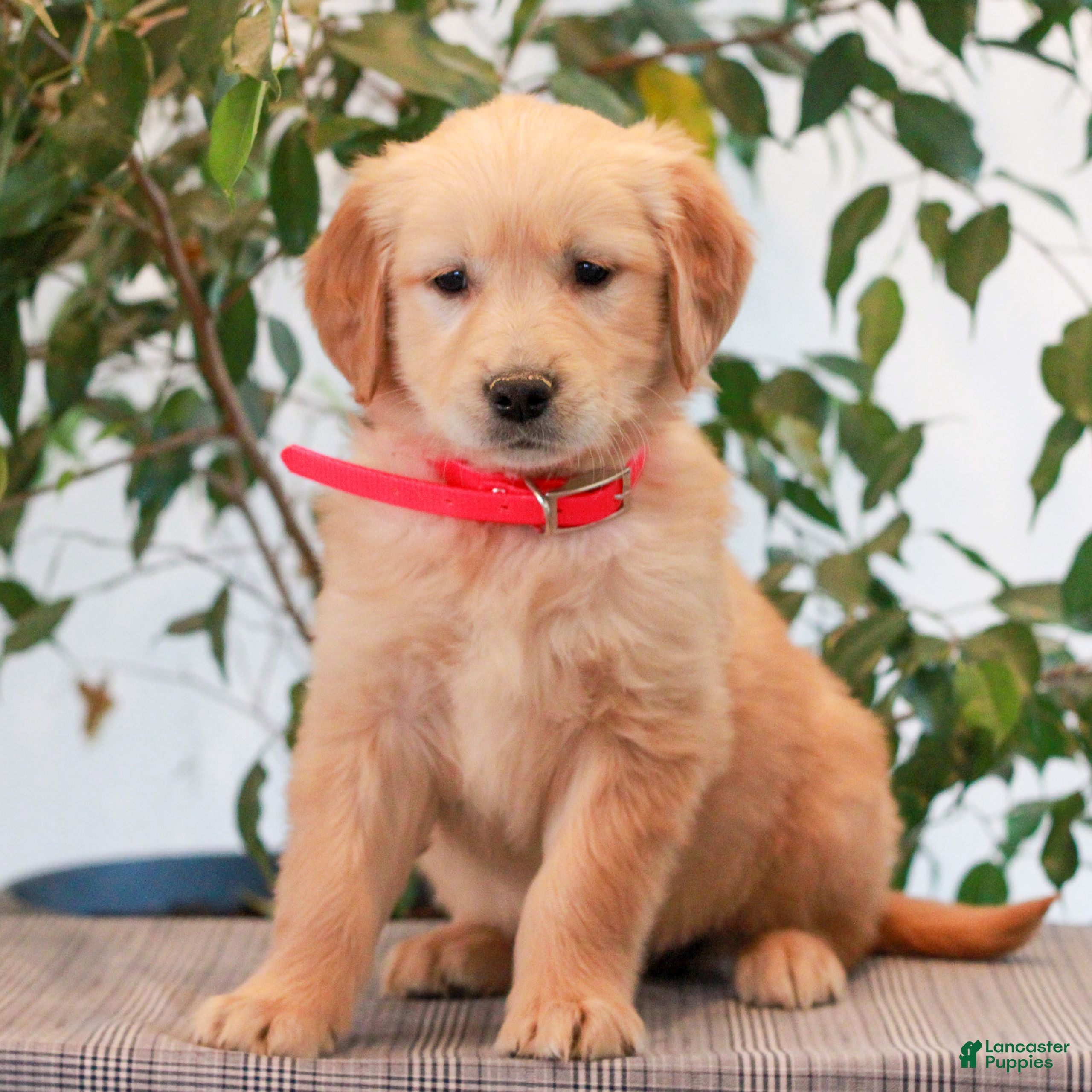 Golden Retriever dogs Poppy  - Ad 1