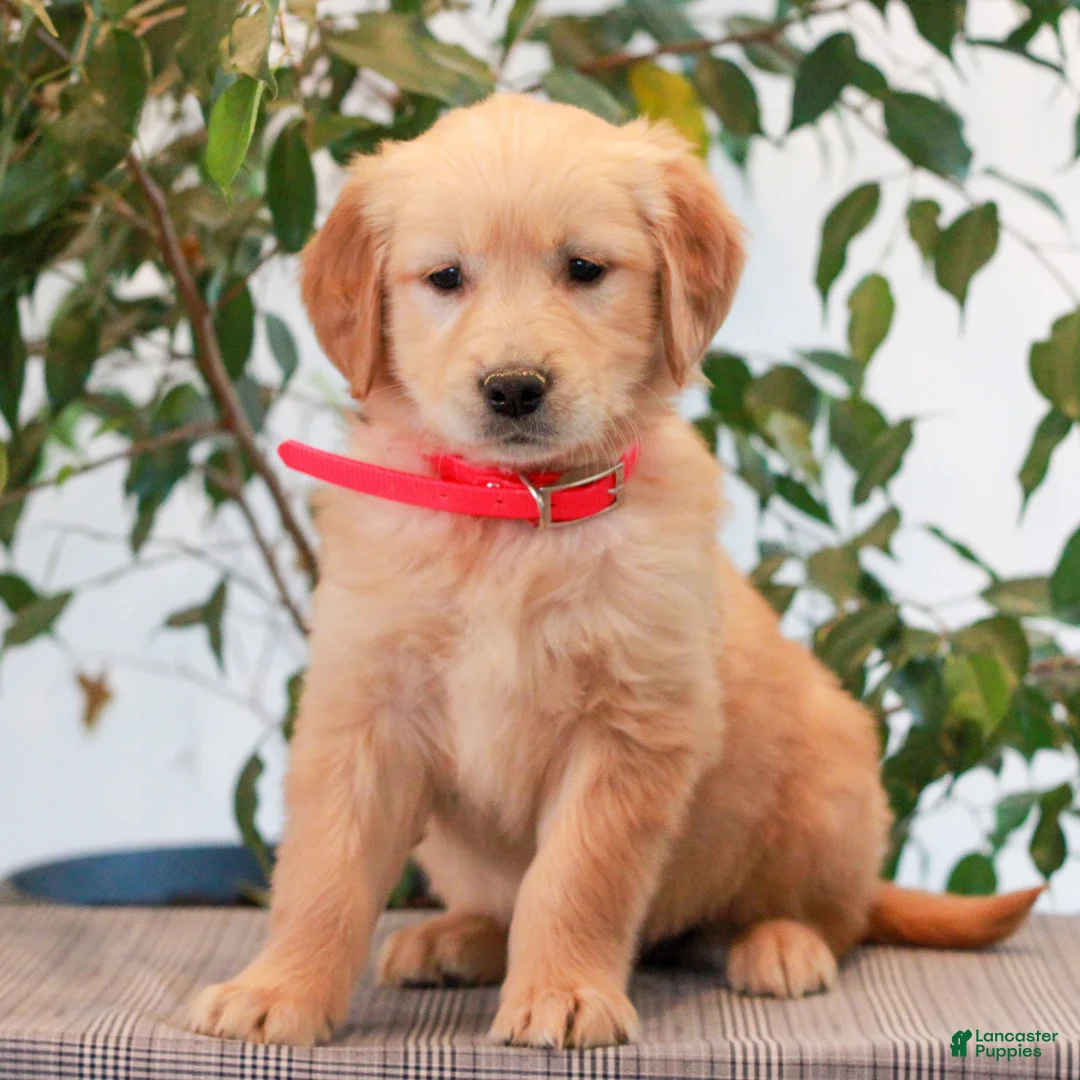 Golden Retriever dogs for sale: Poppy  - Ad 1