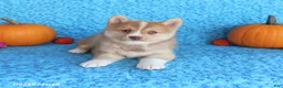 Pomsky dogs for sale: Wolf  - Ad 4