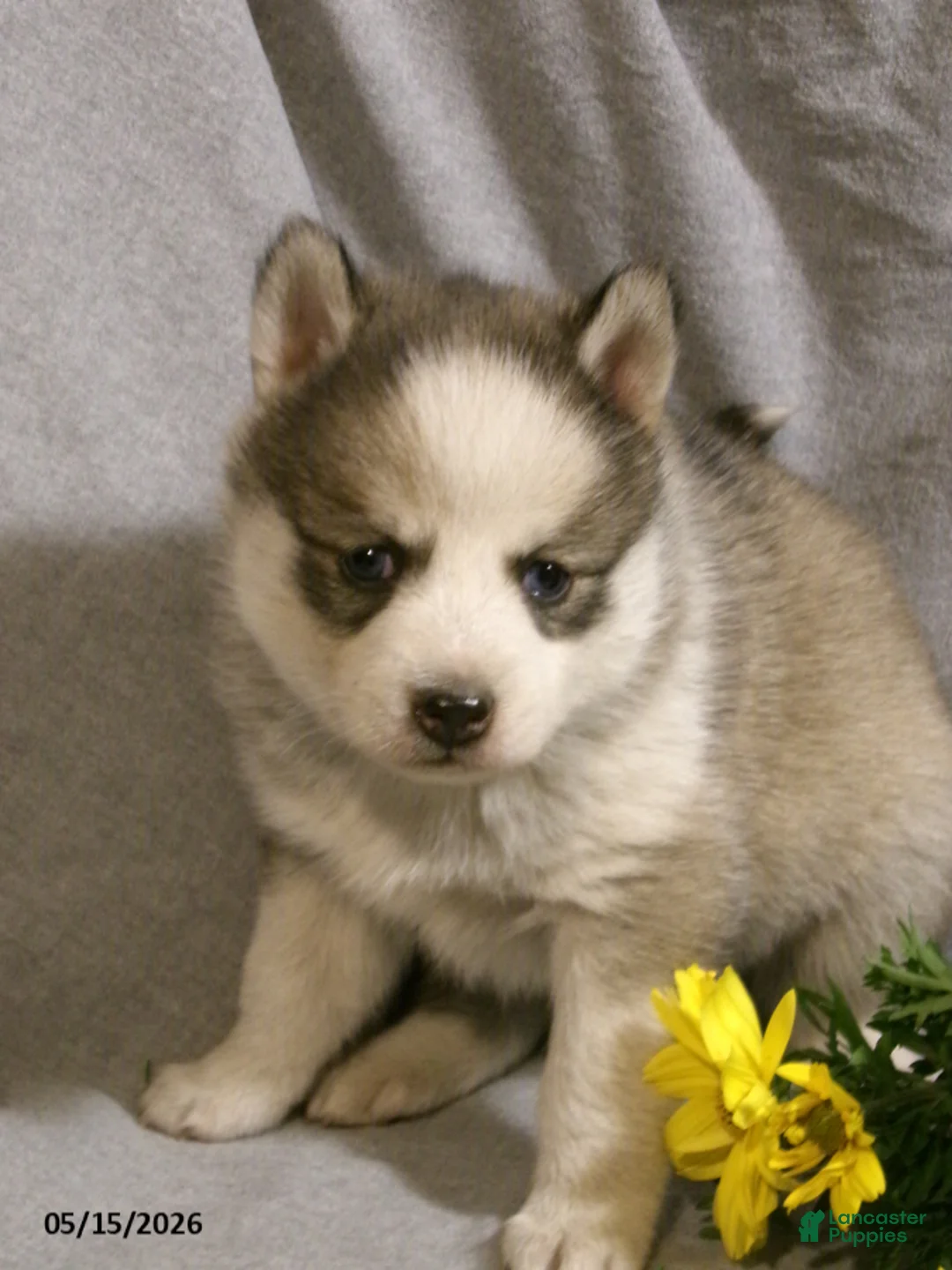 Pomsky dogs for sale: Bella - Ad 2