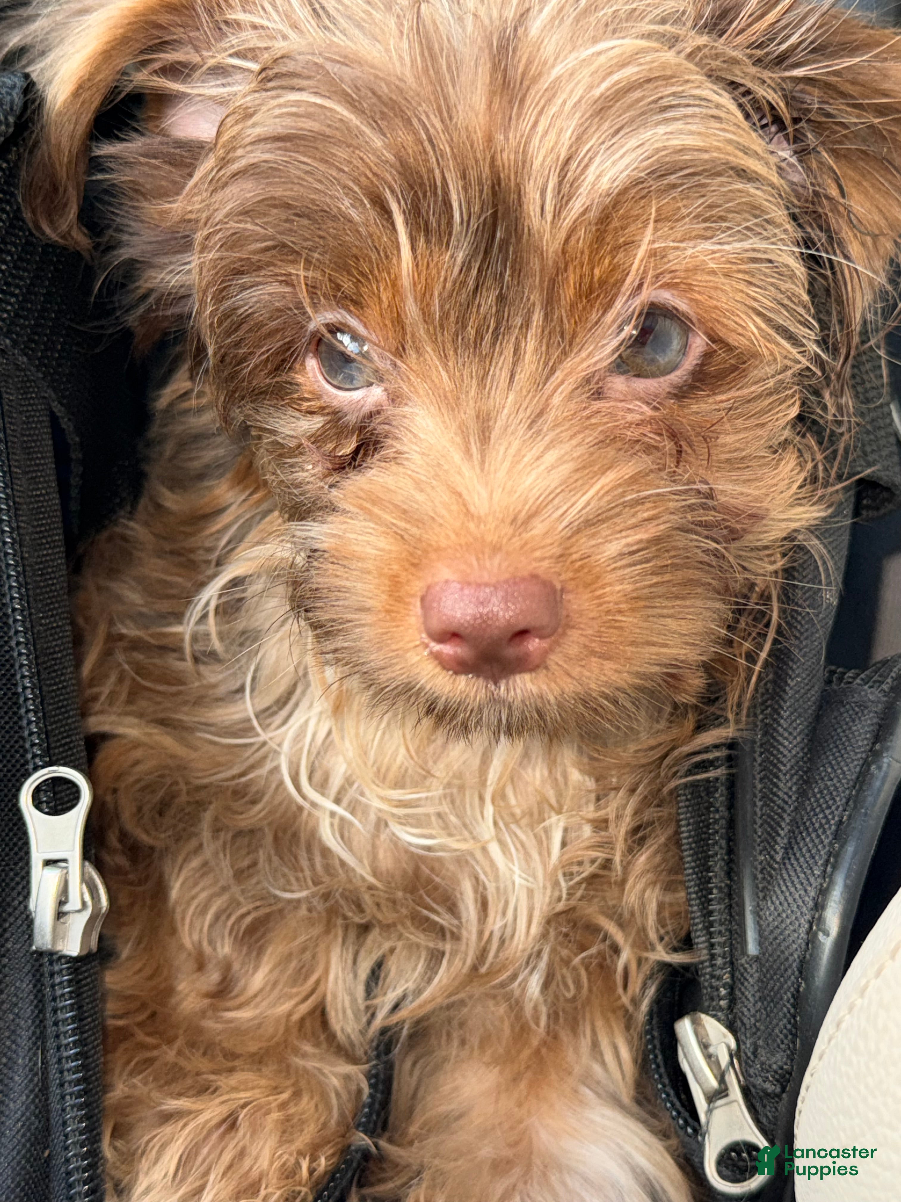 Yorkshire Terrier dogs Simba - Ad 1