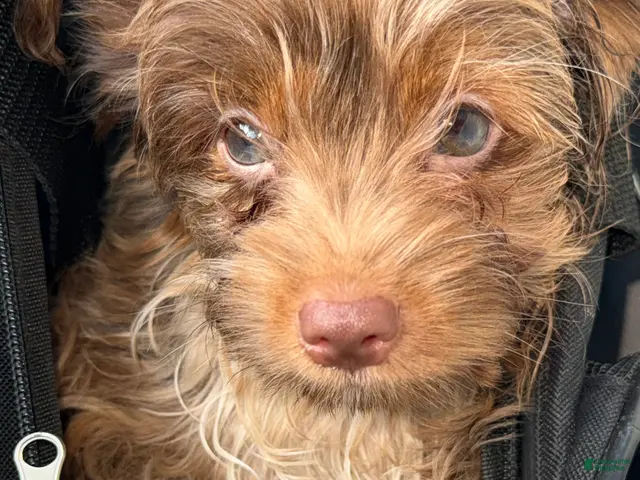 Yorkshire Terrier dogs for sale: Simba - Ad 1