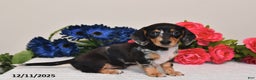 Miniature Dachshund dogs for sale: Abby - Ad 2