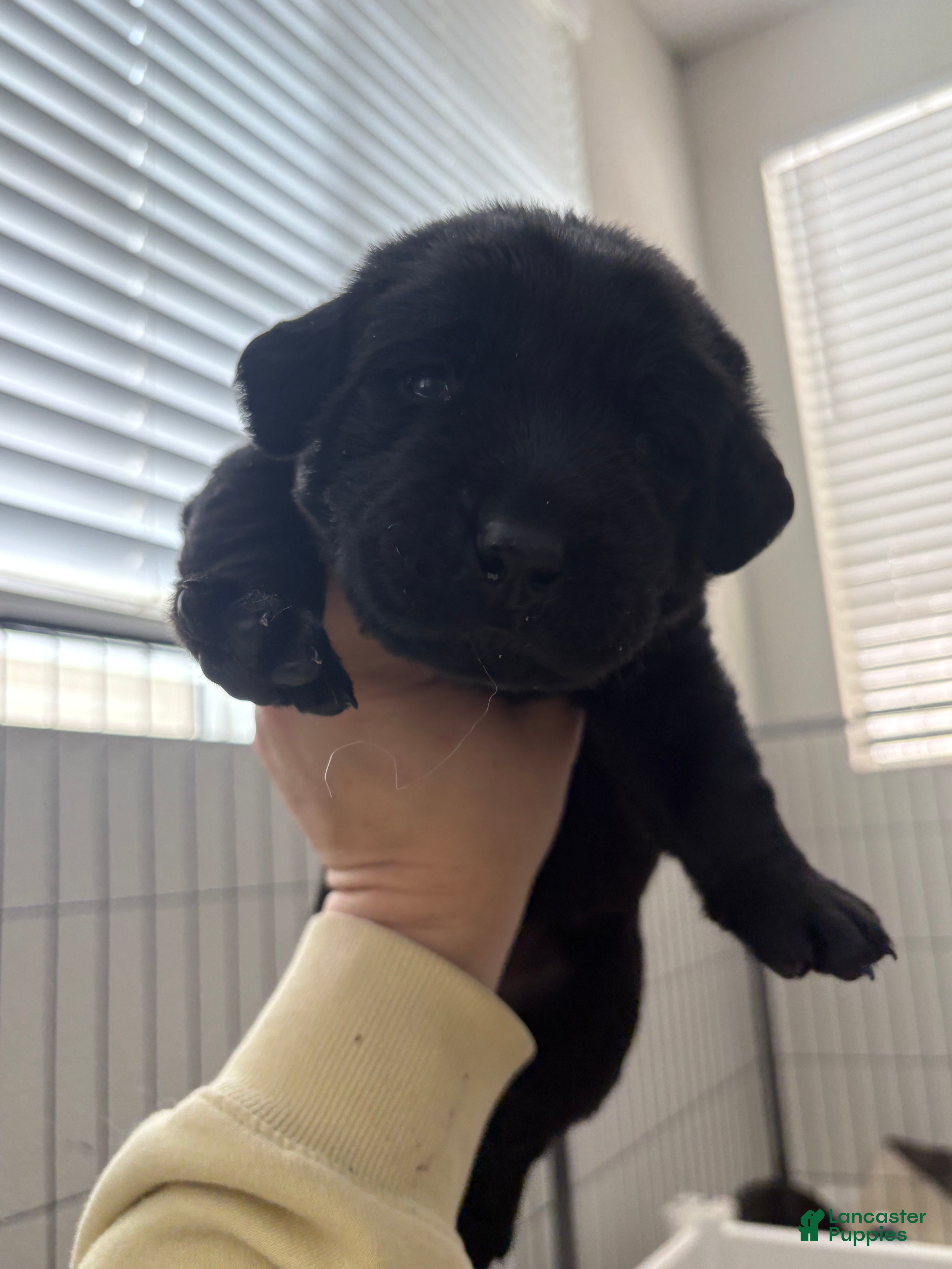 Labrador Retriever dogs Silver collar boy - Ad 6