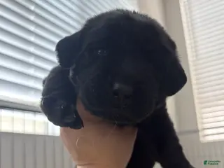 Labrador Retriever dogs Silver collar boy - Ad 6