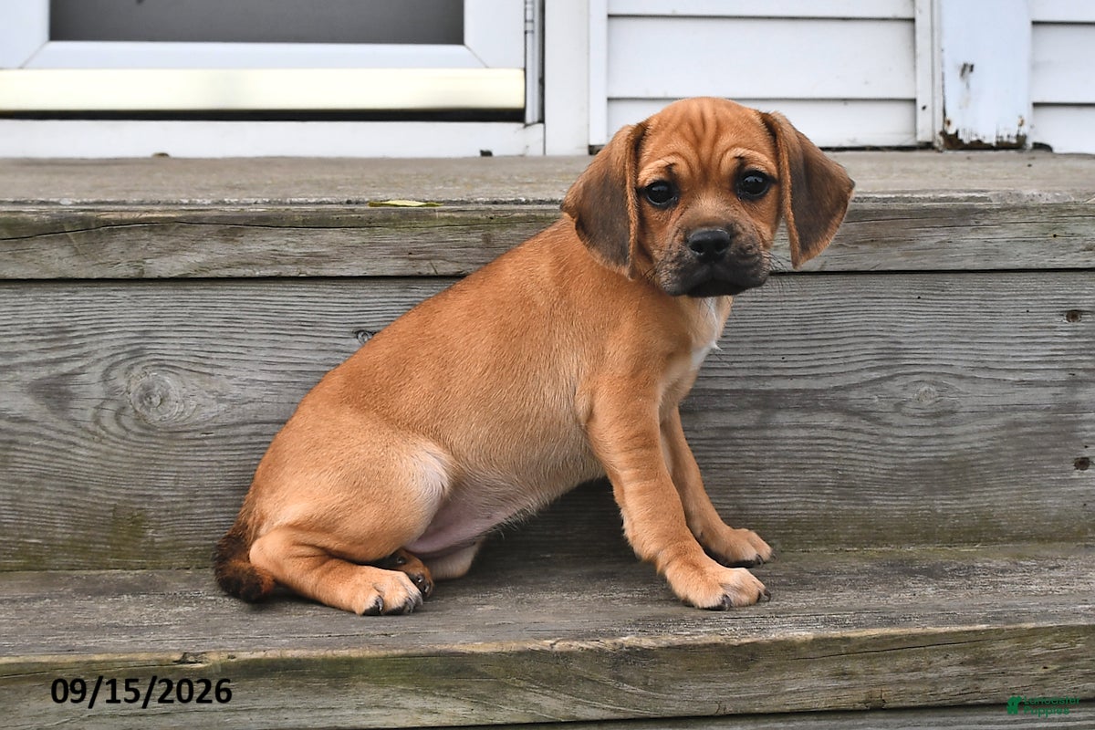 Puggle dogs Sophie - Ad 1