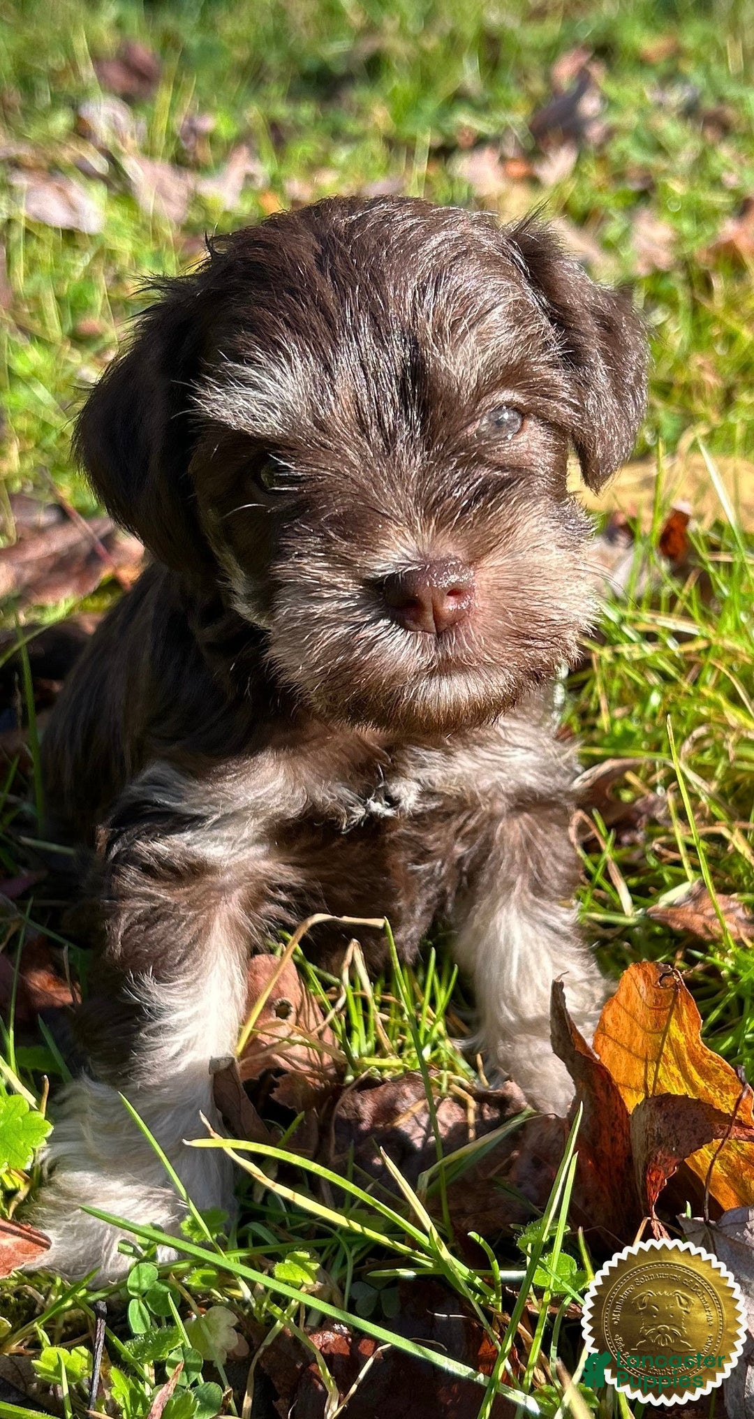 Miniature Schnauzer dogs for sale: Miniature Schnauzer Puppy 3 - Ad 1
