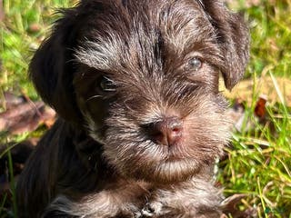 Miniature Schnauzer dogs Miniature Schnauzer Puppy 3 - Ad 15