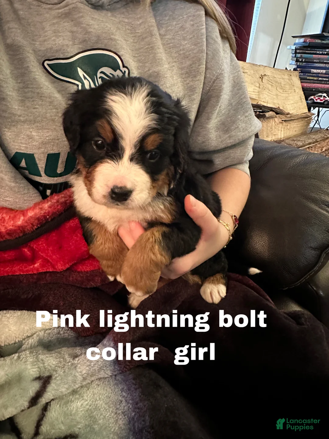 Bernese Mountain Dog dogs for sale: Bernese Mountain Dog Puppy 7 - Ad 1