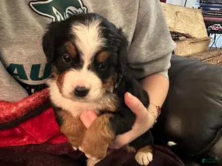 Bernese Mountain Dog dogs Bernese Mountain Dog Puppy 7 - Ad 2