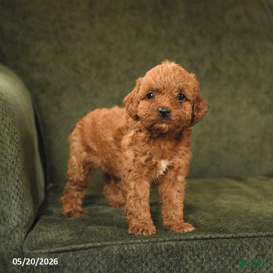 Cockapoo dogs for sale: Hershey - Ad 3