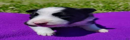 Border Collie dogs for sale: Eco - Ad 21