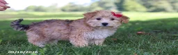 Yochon dogs for sale: Lady - Ad 5