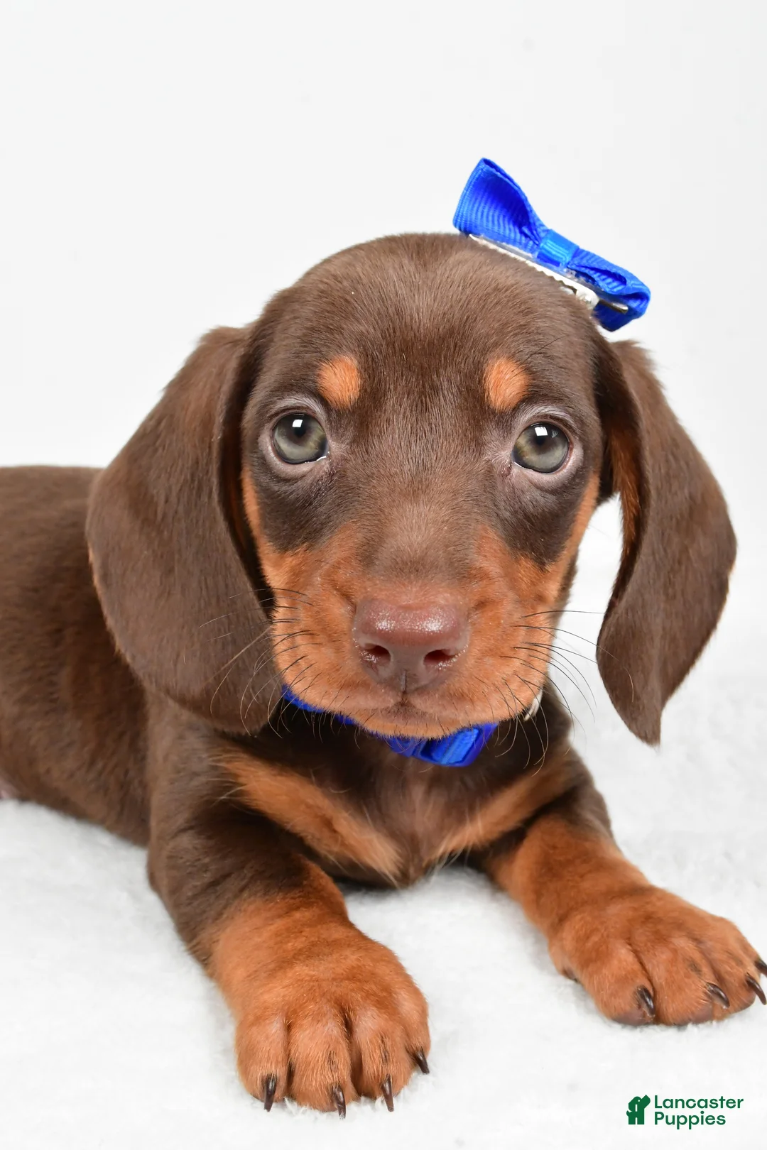 Miniature Dachshund dogs for sale: Teddy - Ad 2