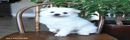 Pomeranian dogs for sale: Teddy - Ad 4