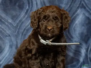 Mini Goldendoodle dogs for sale: Krista - Ad 4