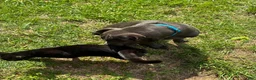 Cane Corso dogs for sale: Maximus - Ad 7