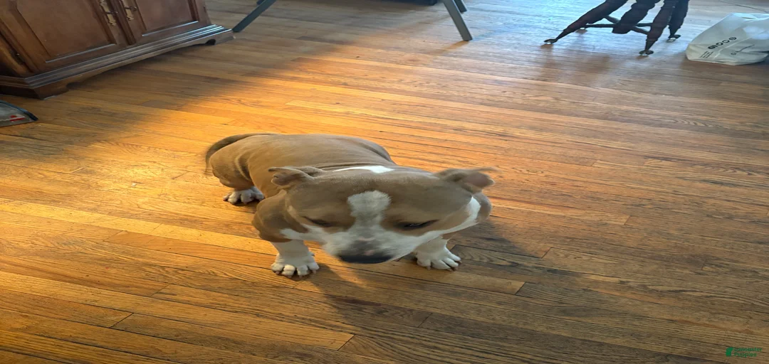 Gallery Image {{count}}