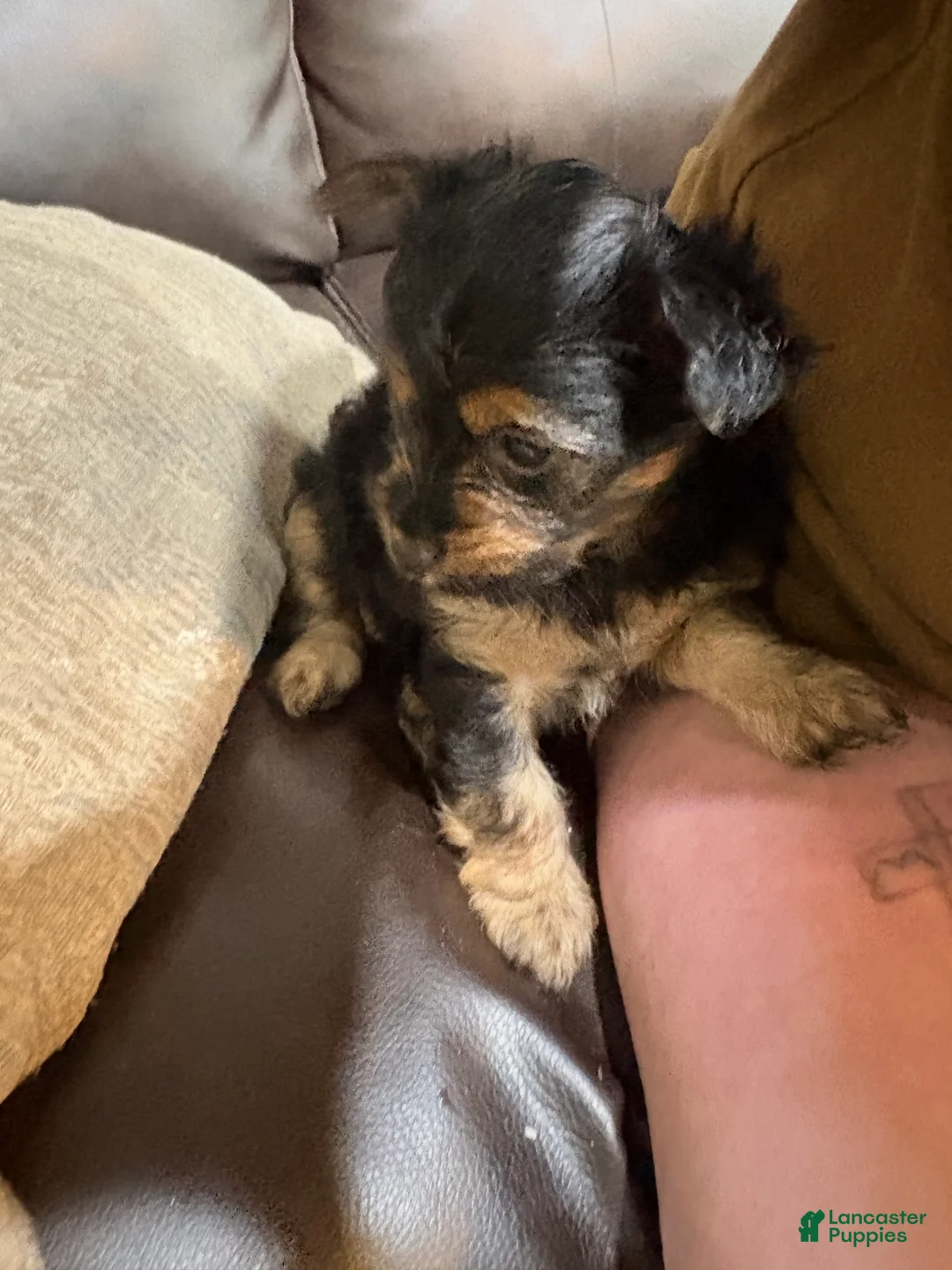 Chorkie dogs for sale: Chorkie Puppy 1 - Ad 1
