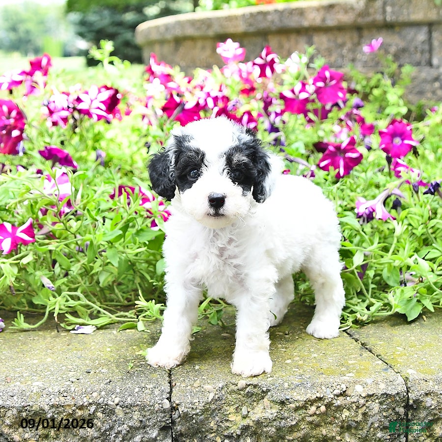 Toy Poodle dogs Maleah   EXTRA SMALL - Ad 1