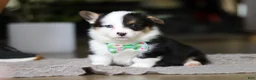 Welsh Corgi Pembroke dogs for sale: Benji - Ad 6