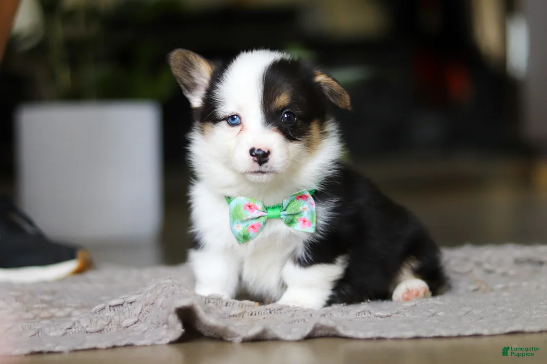 Welsh Corgi Pembroke dogs for sale: Benji - Ad 6
