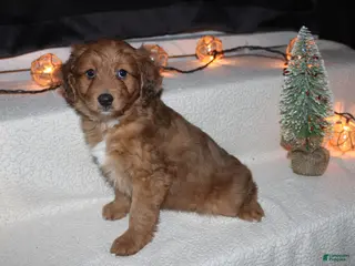 Mini Aussiedoodle dogs Mini Aussiedoodle Puppy 1 - Ad 15