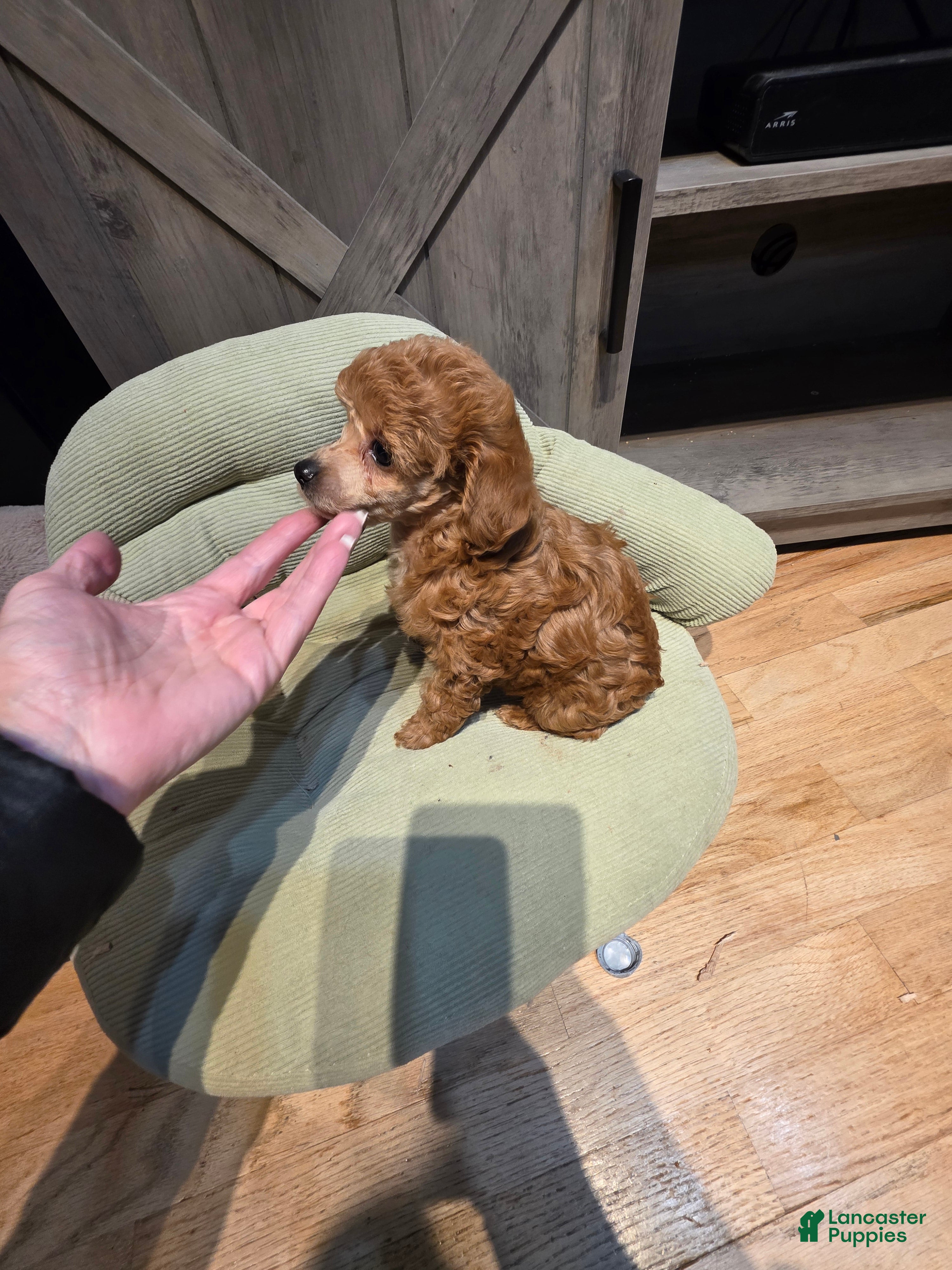Toy Poodle dogs Toy Poodle Puppy 3 - Ad 1