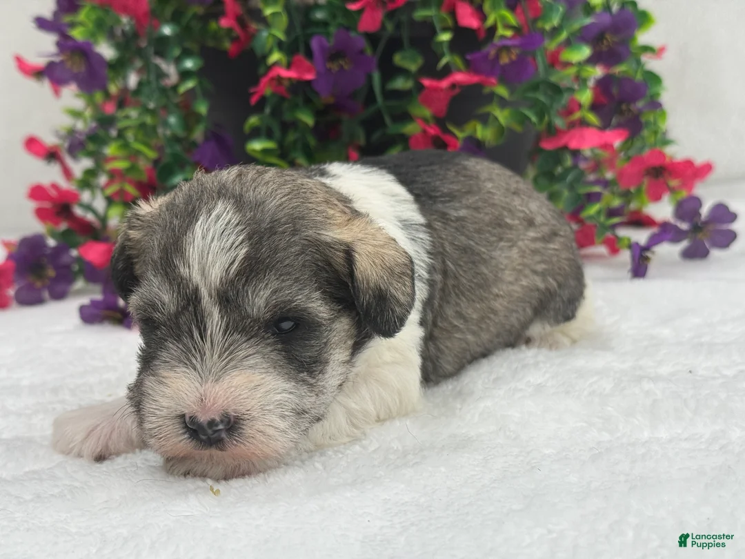 Miniature Schnauzer dogs for sale: Josie Female 2 - Ad 4