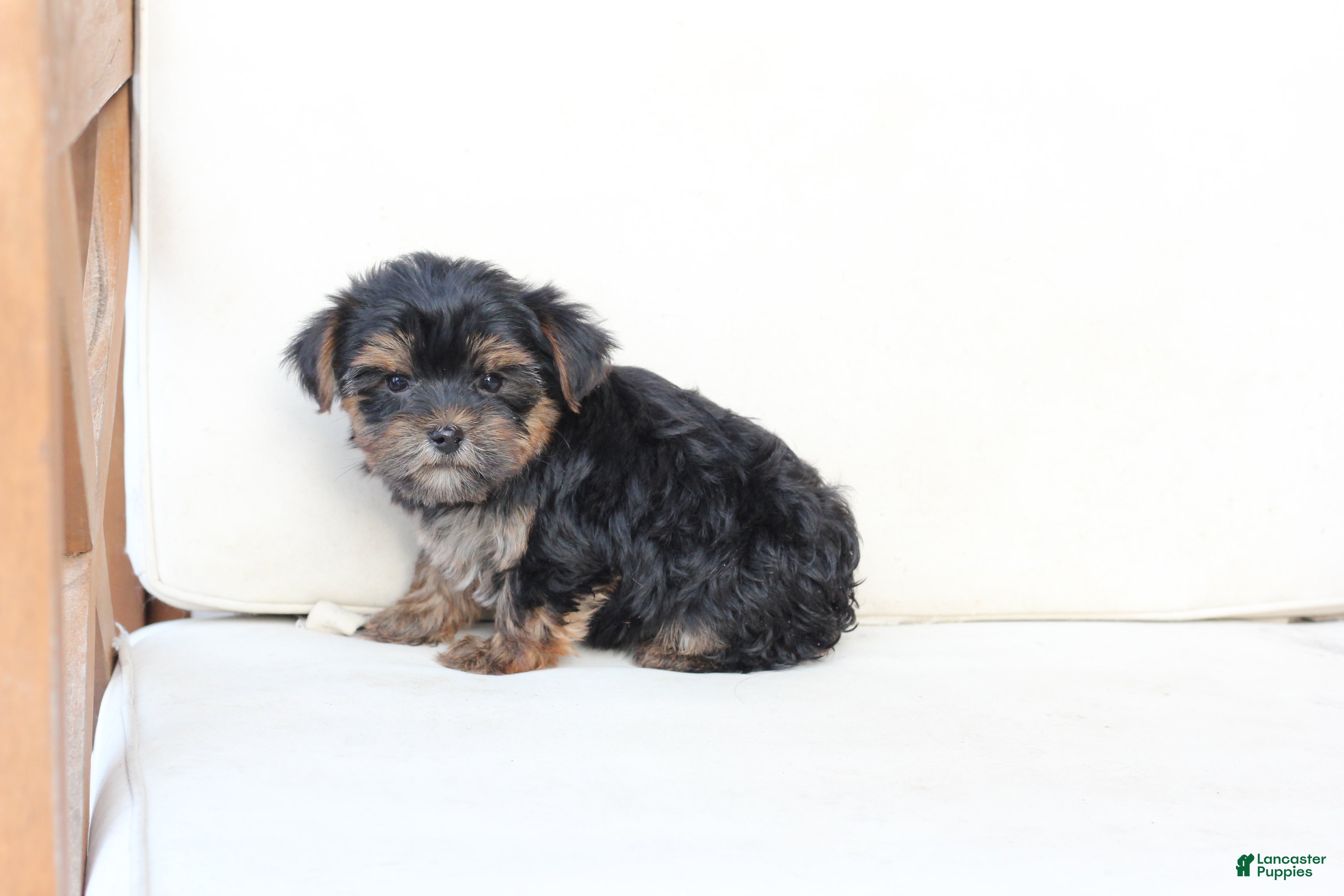 Yorkshire Terrier dogs Jake - Ad 22