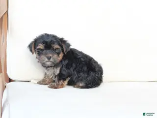 Yorkshire Terrier dogs Jake - Ad 22