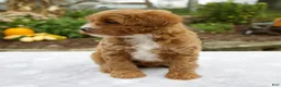 Cavapoo dogs for sale: Tessa - Ad 5