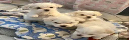 Maltese dogs for sale: Maltese Puppy 3 - Ad 19