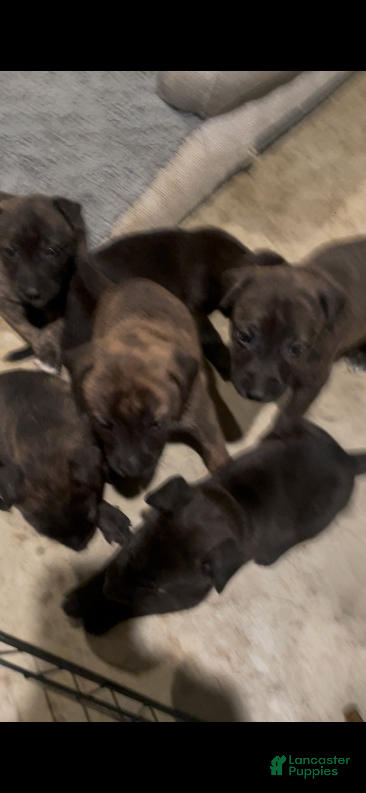 Mixed Breed dogs Mixed Breed 3 - Ad 28
