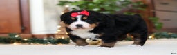 Bernese Mountain Dog dogs for sale: Princess Star - Ad 10