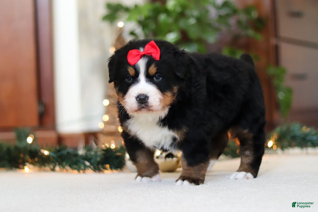Bernese Mountain Dog dogs for sale: Princess Star - Ad 10