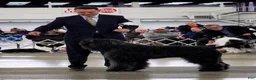 Bouvier Des Flandres dogs for sale: Ms Red - Ad 13