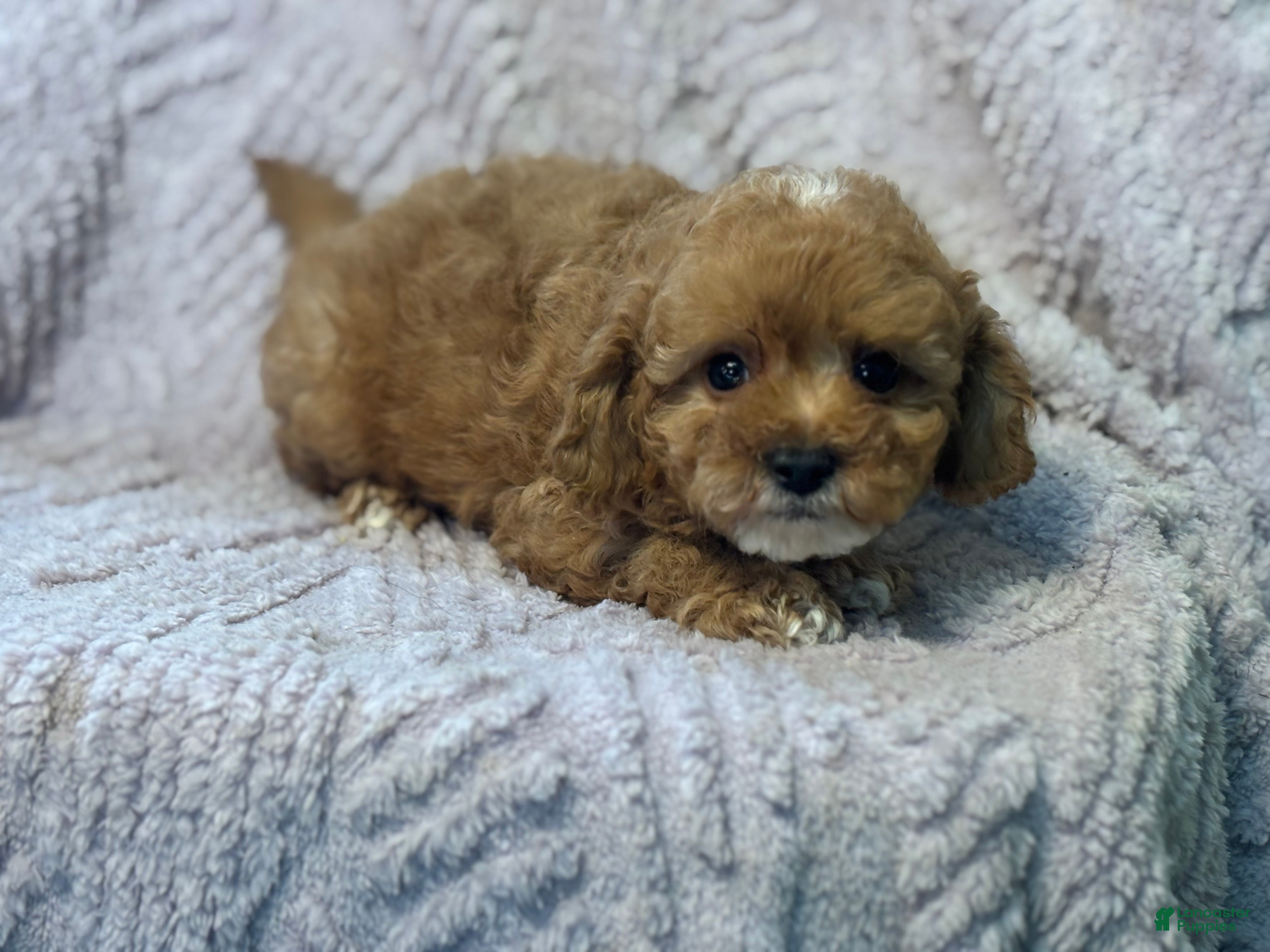 Cavapoo dogs Mondragon  - Ad 2