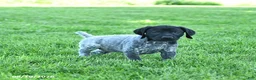 German Shorthaired Pointer dogs for sale: Royal - Ad 5